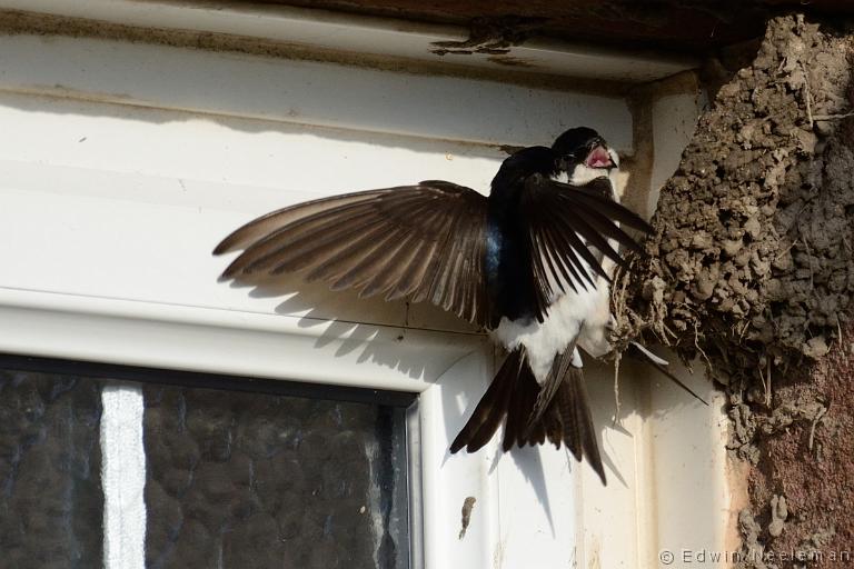 ENE-20120612-0232.jpg - [nl] Huiszwaluw ( Delichon urbica  | Waren Mill, Budle Bay, Northumberland, Engeland[en] House Martin ( Delichon urbica  | Waren Mill, Budle Bay, Northumberland, England